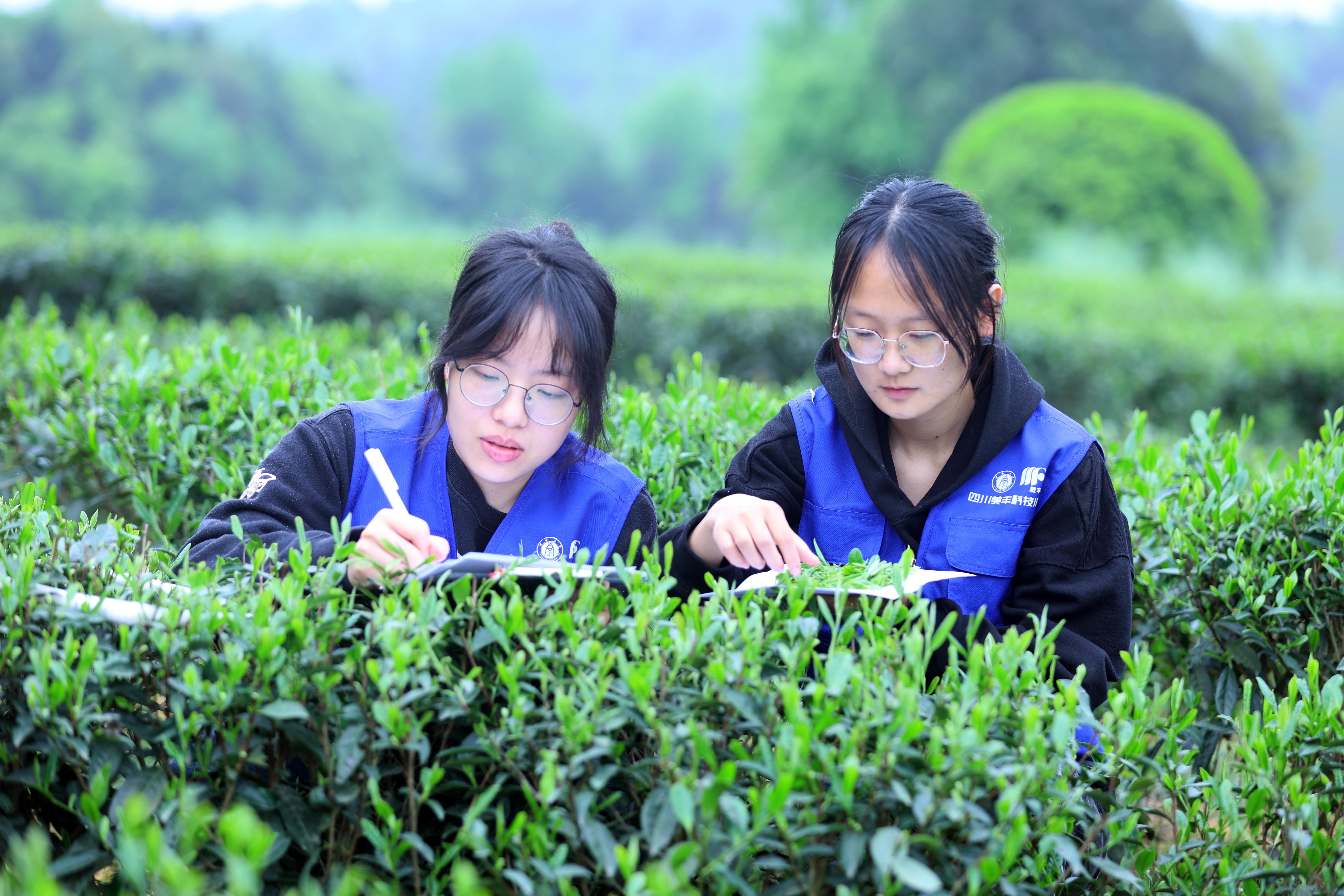 四川安博电竞共建的两所科技小院获评优秀