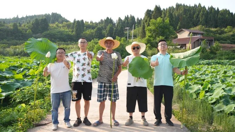 安博电竞“组合拳”打出莲藕好长势高产量